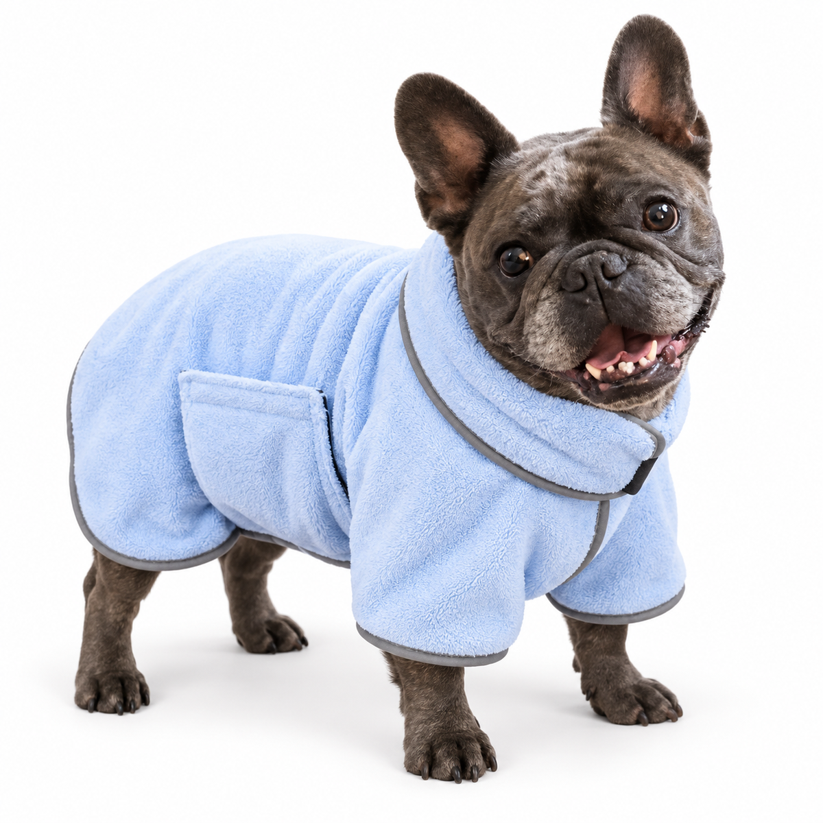 Ragnar, a French bulldog, wearing a light blue post-bath dog wrap on a white background.